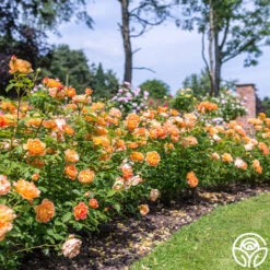 Lady Of Shalott 25 Lady Of Shalott -Lovely Rose Shop Lady of Shalott 015