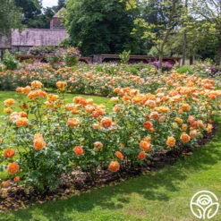 Lady Of Shalott 20 Lady Of Shalott -Lovely Rose Shop Lady of Shalott 016