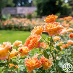 Lady Of Shalott 24 Lady Of Shalott -Lovely Rose Shop Lady of Shalott 017