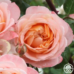 Lady Of The Mist™ -Lovely Rose Shop Lady of the Mist 01