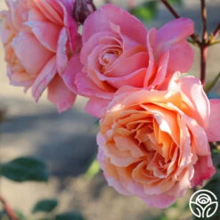 Lady Of The Mist™ -Lovely Rose Shop Lady of the Mist 011