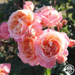 Lady Of The Mist™ -Lovely Rose Shop Lady of the Mist 05