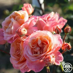 Lady Of The Mist™ -Lovely Rose Shop Lady of the Mist 055