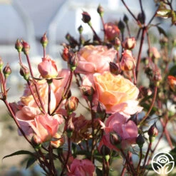 Lady Of The Mist™ -Lovely Rose Shop Lady of the Mist 08