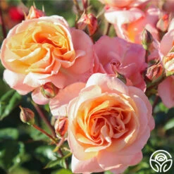 Lady Of The Mist™ -Lovely Rose Shop Lady of the Mist 09