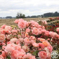 Lady Of The Mist™ -Lovely Rose Shop Lady of the Mist 115