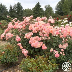 Lady Of The Mist™ -Lovely Rose Shop Lady of the Mist 119