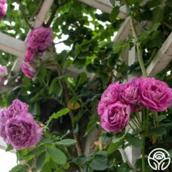 CL Lavender Crush™ -Lovely Rose Shop Lavender Crush 2