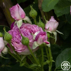 CL Lavender Crush™ -Lovely Rose Shop Lavender Crush 6