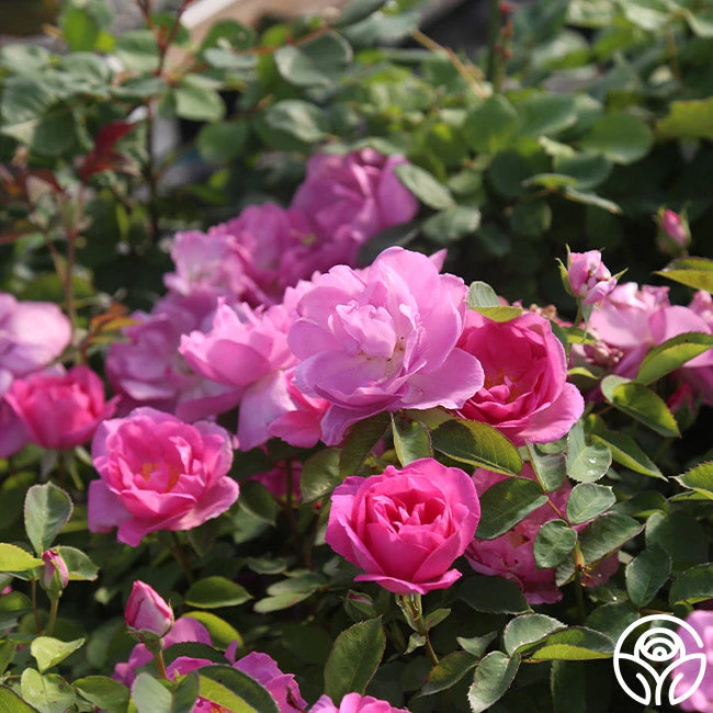 Lavender Floorshow® 3 Lavender Floorshow®