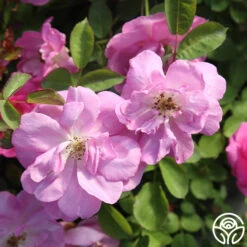 Lavender Floorshow® 17 Lavender Floorshow® -Lovely Rose Shop Lavender Floorshow 02