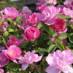 Lavender Floorshow® 16 Lavender Floorshow® -Lovely Rose Shop Lavender Floorshow 03