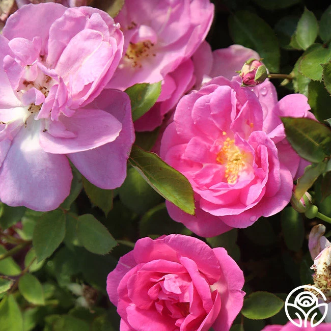 Lavender Floorshow® 7 Lavender Floorshow® - Image 5