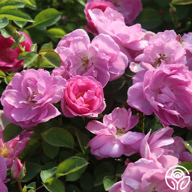 Lavender Floorshow® 4 Lavender Floorshow® - Image 2