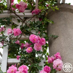 Lavender Lassie 17 Lavender Lassie -Lovely Rose Shop Lavender Lassie 04