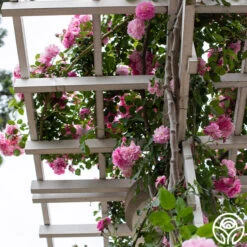 Lavender Lassie 23 Lavender Lassie -Lovely Rose Shop Lavender Lassie 06