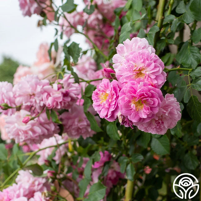 Lavender Lassie 6 Lavender Lassie - Image 4