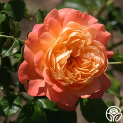 Lawrence Of Arabia™ -Lovely Rose Shop Lawrence Of Arabia 15