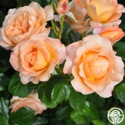 Lawrence Of Arabia™ -Lovely Rose Shop Lawrence Of Arabia 11