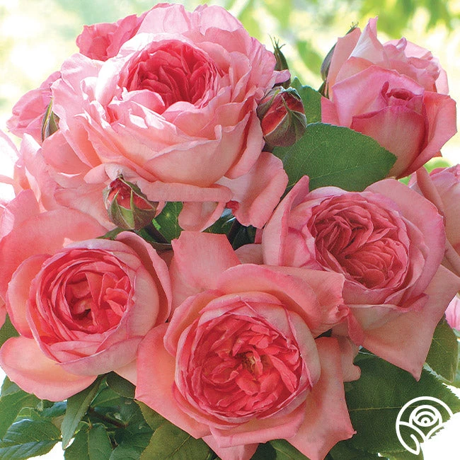 Liv Tyler™ 4 Liv Tyler™ - Image 2