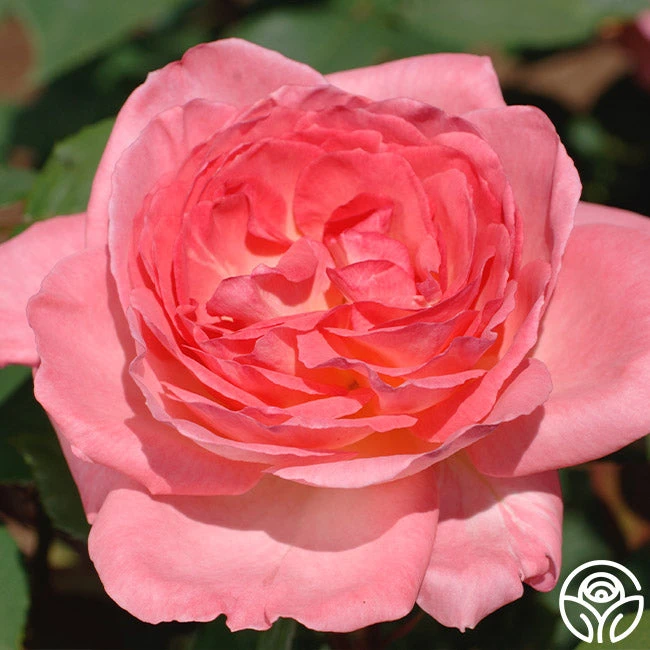 Liv Tyler™ 5 Liv Tyler™ - Image 3