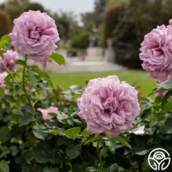 Love Song 21 Love Song -Lovely Rose Shop Love Song 10