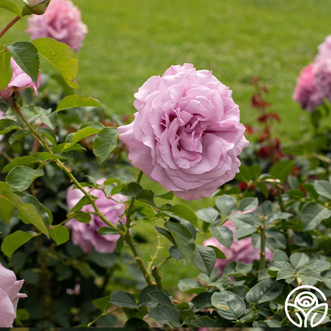 Love Song 9 Love Song - Image 7