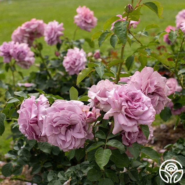 Love Song 8 Love Song - Image 6