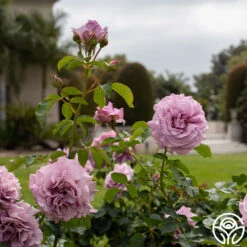 Love Song 14 Love Song -Lovely Rose Shop Love Song 16