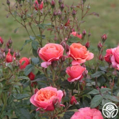 Matchless Mother™ 13 Matchless Mother™ -Lovely Rose Shop Matchless Mother 111