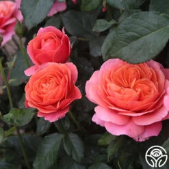 Matchless Mother™ 17 Matchless Mother™ -Lovely Rose Shop Matchless Mother 114