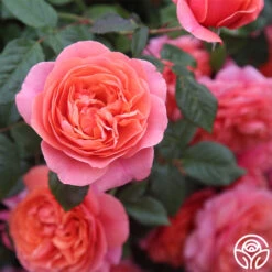 Matchless Mother™ 19 Matchless Mother™ -Lovely Rose Shop Matchless Mother 115