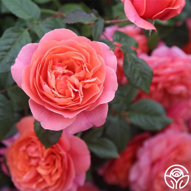 Matchless Mother™ 11 Matchless Mother™ - Image 9