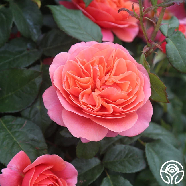 Matchless Mother™ 7 Matchless Mother™ - Image 5