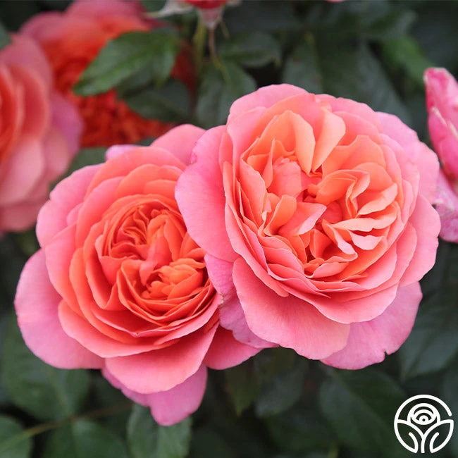 Matchless Mother™ 4 Matchless Mother™ - Image 2