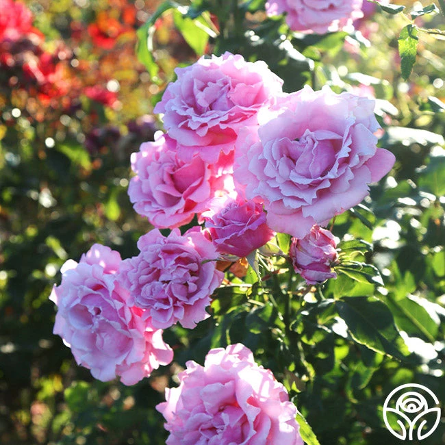 Memorial Day™ 4 Memorial Day™ - Image 2