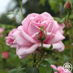 Memorial Day™ 19 Memorial Day™ -Lovely Rose Shop Memorial Day 13