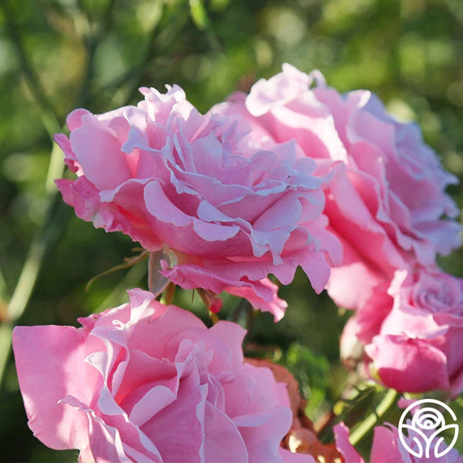 Memorial Day™ 8 Memorial Day™ - Image 6