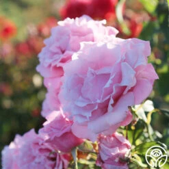 Memorial Day™ 17 Memorial Day™ -Lovely Rose Shop Memorial Day 17