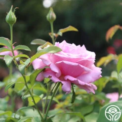 Memorial Day™ 21 Memorial Day™ -Lovely Rose Shop Memorial day 14