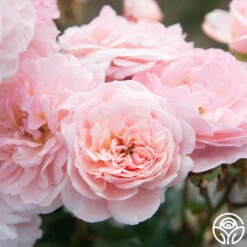 Memories™ 27 Memories™ -Lovely Rose Shop Memories 011