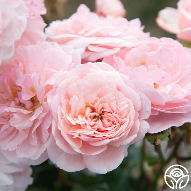 Memories™ 15 Memories™ - Image 13