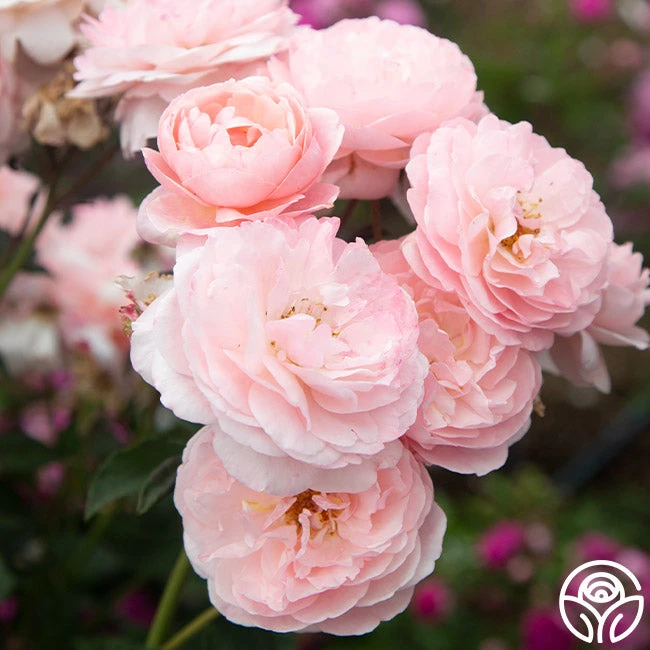 Memories™ 8 Memories™ - Image 6