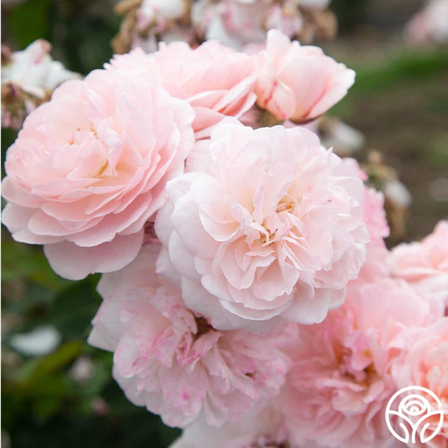 Memories™ 7 Memories™ - Image 5