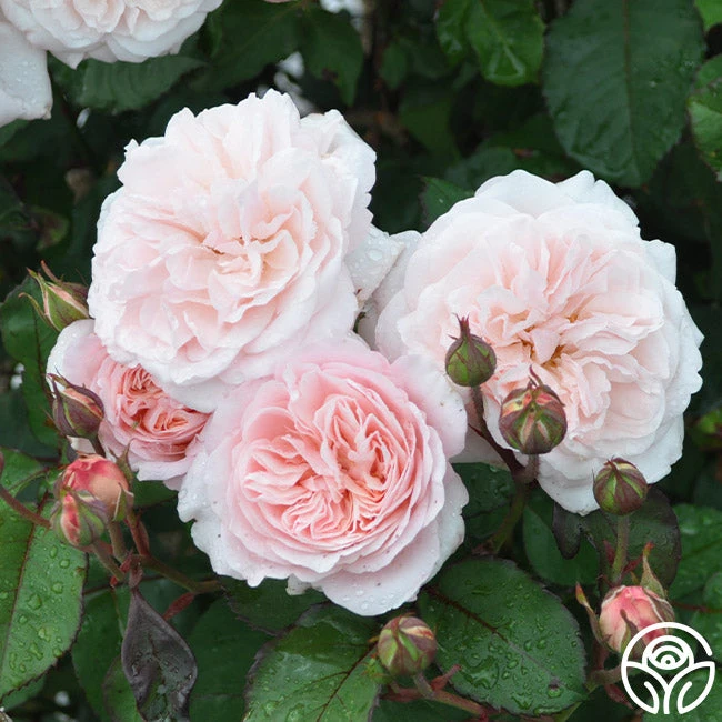 Memories™ 10 Memories™ - Image 8