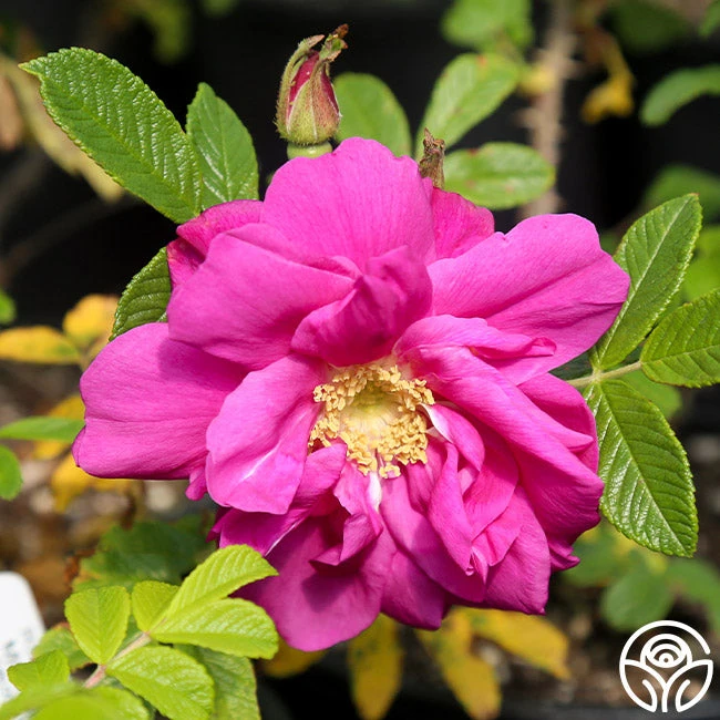 Moje Hammarberg 2 Moje Hammarberg