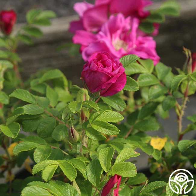 Moje Hammarberg 3 Moje Hammarberg - Image 2