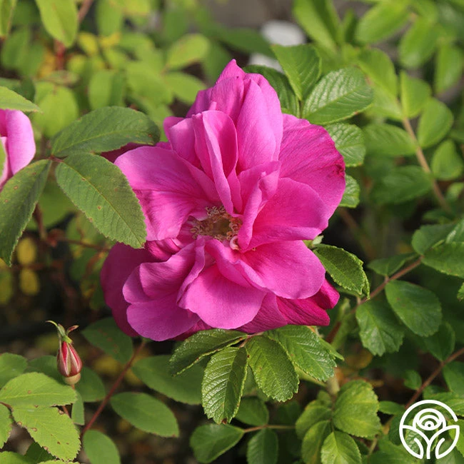 Moje Hammarberg 5 Moje Hammarberg - Image 4