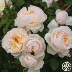 Moonlight In Paris™ 18 Moonlight In Paris™ -Lovely Rose Shop Moonlight In Paris 15