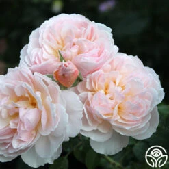 Moonlight In Paris™ 21 Moonlight In Paris™ -Lovely Rose Shop Moonlight In Paris 17